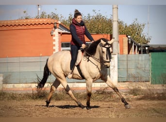 Lusitano Mix, Gelding, 5 years, 16,2 hh, Buckskin