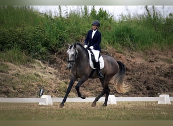 Lusitano, Gelding, 5 years, 16.2 hh, Grey-Red-Tan