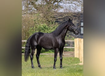Lusitano, Gelding, 5 years, 16 hh, Black