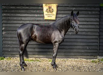 Lusitano, Gelding, 5 years, 16 hh, Black