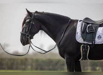 Lusitano, Gelding, 5 years, 16 hh, Black