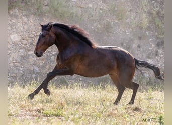 Lusitanos, Wallach, 5 Jahre, 16 hh, Brauner