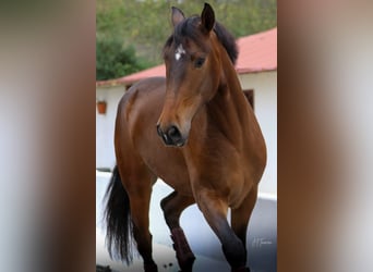 Lusitano, Gelding, 5 years, 16 hh, Brown