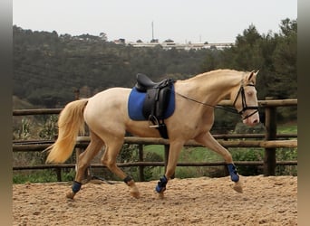 Lusitano, Gelding, 5 years, 16 hh, Champagne