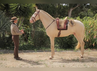 Lusitano, Gelding, 5 years, 16 hh, Champagne