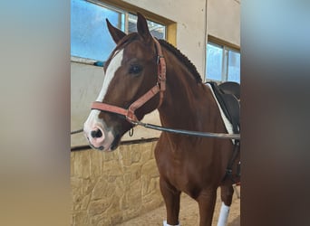 Lusitano, Gelding, 5 years, 16 hh, Chestnut-Red