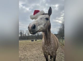 Lusitano Mix, Gelding, 5 years, 16 hh, Grey