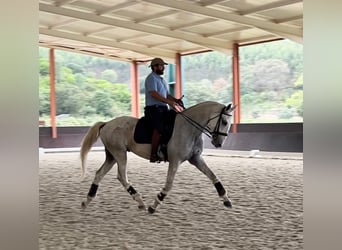 Lusitano, Gelding, 5 years, 16 hh, Grey