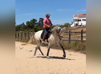 Lusitano Mix, Gelding, 5 years, 16 hh, Grey