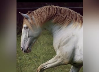 Lusitano, Gelding, 5 years, 16 hh, Perlino