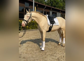 Lusitano, Gelding, 5 years, 16,1 hh, Cremello
