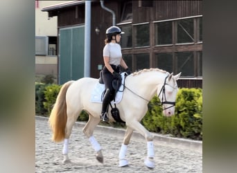 Lusitano, Gelding, 5 years, 16,1 hh, Cremello