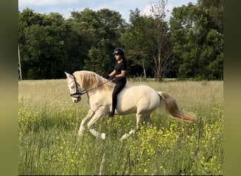 Lusitano, Gelding, 5 years, 16,1 hh, Cremello