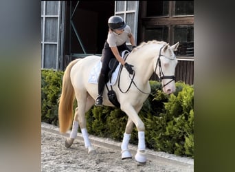 Lusitano, Gelding, 5 years, 16,1 hh, Cremello