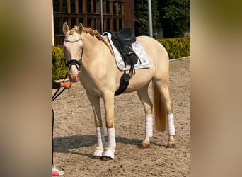 Lusitano, Gelding, 5 years, 16,1 hh, Cremello
