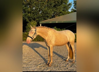 Lusitano, Gelding, 5 years, 16,1 hh, Cremello