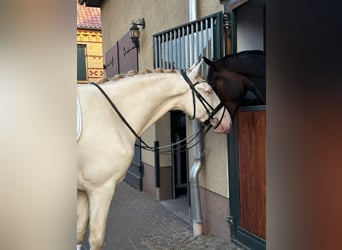 Lusitano, Gelding, 5 years, 16,1 hh, Cremello