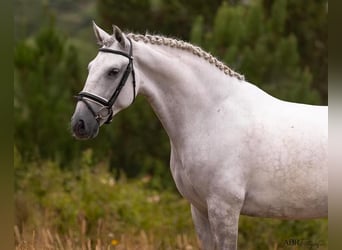 Lusitano, Gelding, 5 years, 16,1 hh, Grey