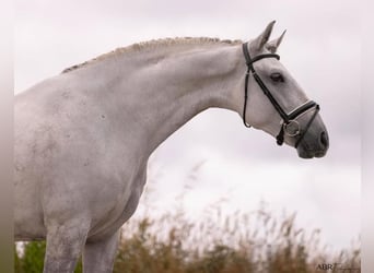 Lusitano, Gelding, 5 years, 16,1 hh, Grey