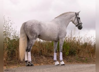Lusitano, Gelding, 5 years, 16,1 hh, Grey