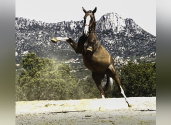 Lusitano Mix, Gelding, 5 years, 17 hh, Palomino