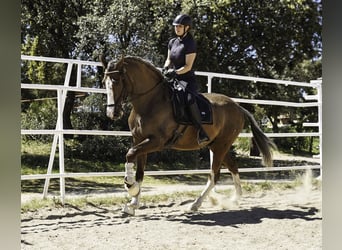 Lusitano Mix, Gelding, 5 years, 17 hh, Palomino