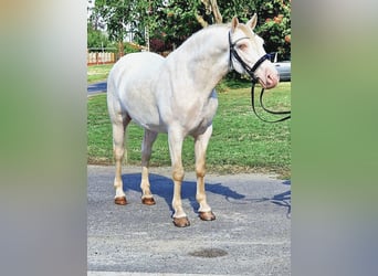 Lusitano Mix, Gelding, 6 years, 14.2 hh, Cremello