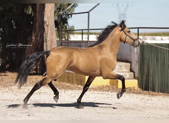 Lusitano, Gelding, 6 years, 14.3 hh, Buckskin