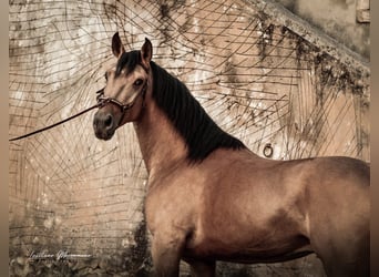Lusitano, Gelding, 6 years, 14.3 hh, Buckskin