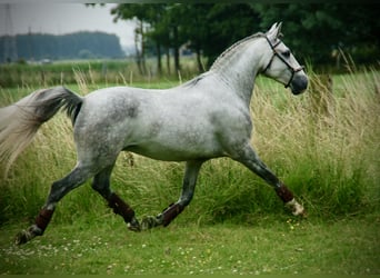 Lusitano, Gelding, 6 years, 14.3 hh, Gray-Blue-Tan