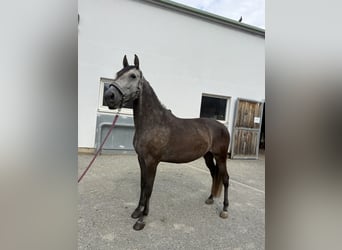 Lusitano, Gelding, 6 years, 15.1 hh, Can be white