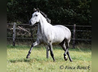 Lusitano, Gelding, 6 years, 15,1 hh, Gray