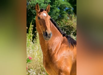 Lusitano, Gelding, 6 years, 15.2 hh, Brown