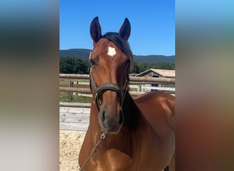Lusitano, Gelding, 6 years, 15.2 hh, Brown