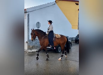 Lusitano, Gelding, 6 years, 15.2 hh, Buckskin