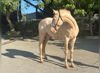 Lusitano, Gelding, 6 years, 15.2 hh, Cremello