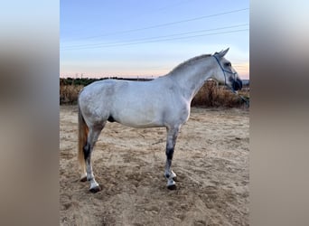 Lusitano, Gelding, 6 years, 15,2 hh, Gray