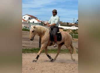 Lusitano, Gelding, 6 years, 15.2 hh, Palomino