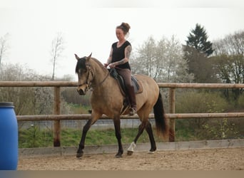 Lusitano, Gelding, 6 years, 15.3 hh, Buckskin