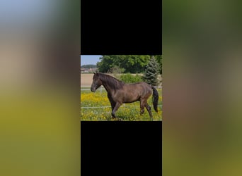 Lusitano, Gelding, 6 years, 15.3 hh, Smoky-Black