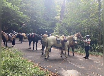 Lusitano Mix, Gelding, 6 years, 15 hh, Cremello