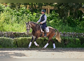 Lusitano, Gelding, 6 years, 15 hh, Gray