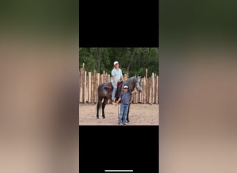 Lusitano, Gelding, 6 years, 15,1 hh, Gray