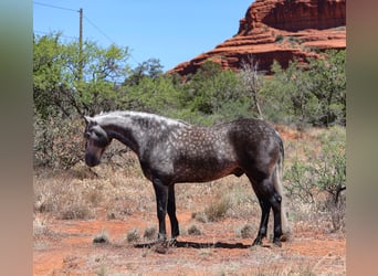 Lusitano, Gelding, 6 years, 15,1 hh, Gray