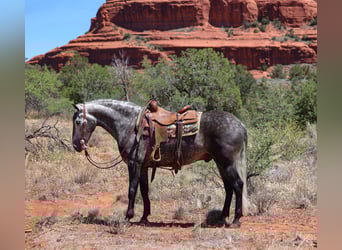 Lusitano, Gelding, 6 years, 15,1 hh, Gray