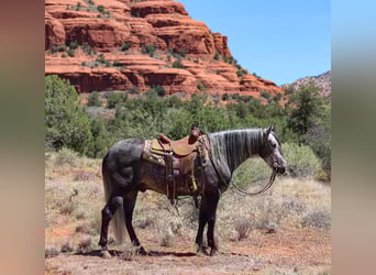 Lusitano, Gelding, 6 years, 15,1 hh, Gray