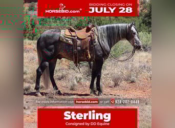 Lusitano, Gelding, 6 years, 15,1 hh, Gray