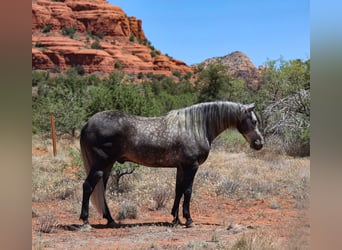 Lusitano, Gelding, 6 years, 15,1 hh, Gray