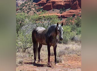 Lusitano, Gelding, 6 years, 15,1 hh, Gray