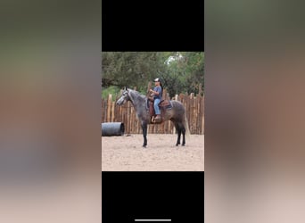 Lusitano, Gelding, 6 years, 15,1 hh, Gray